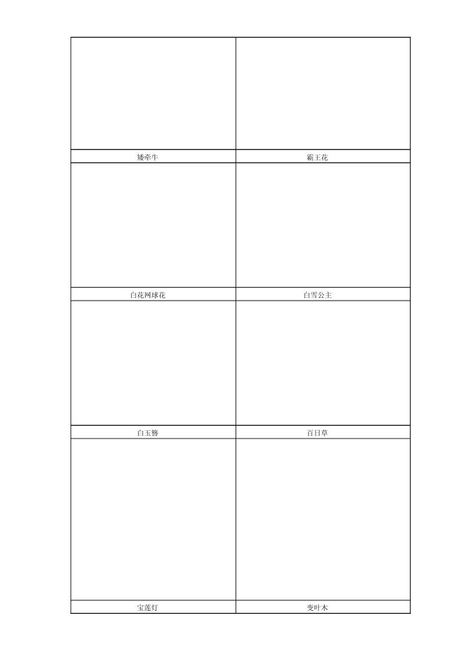 家庭养花图片大全_第1页