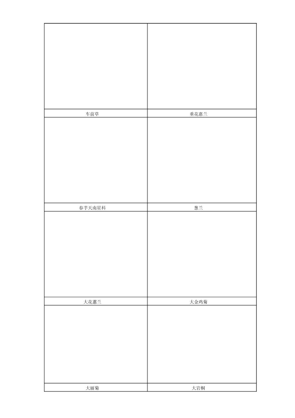 家庭养花图片大全_第3页