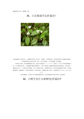 家庭养花大全(配图)四