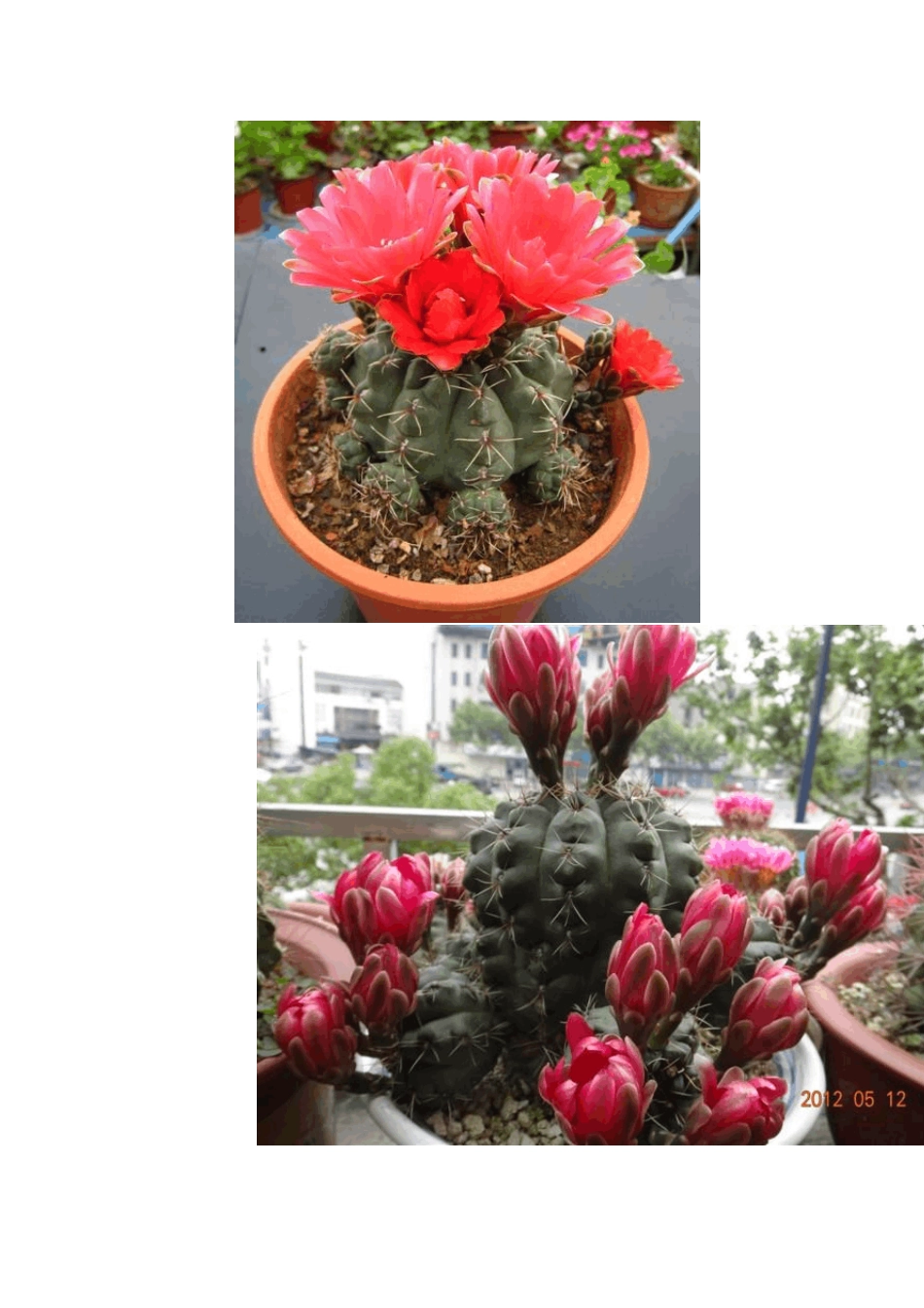 家庭盆景仙人球植物—1_第3页