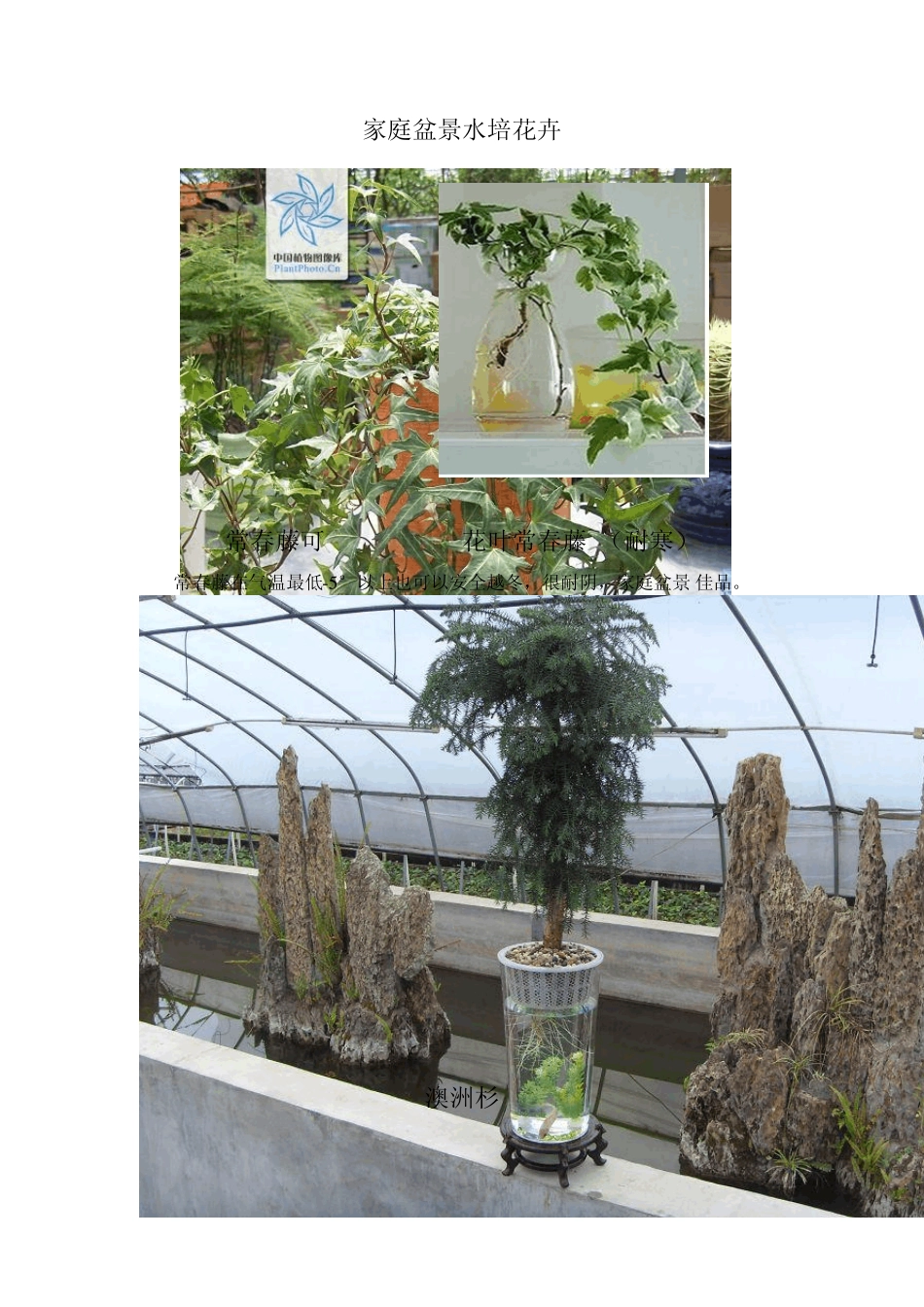 家庭盆景水培花卉1_第1页