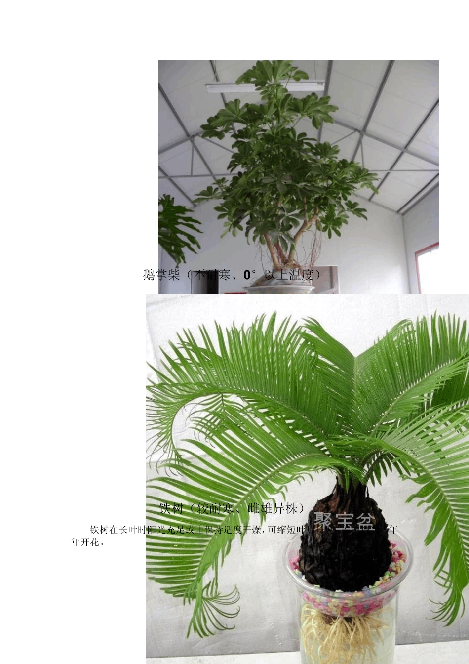 家庭盆景水培花卉1_第2页