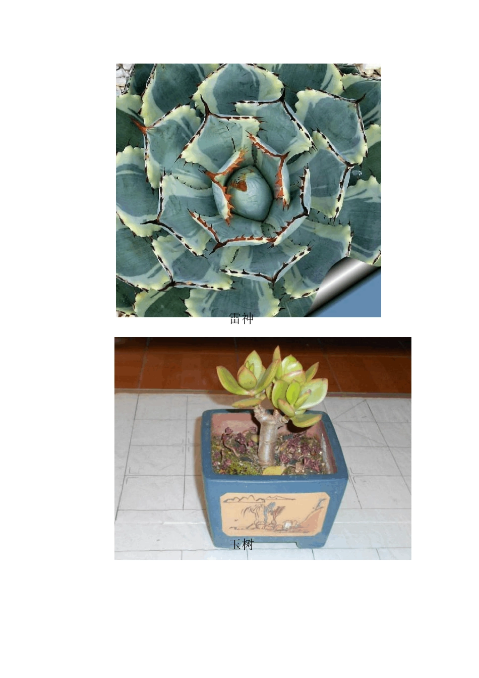 家庭盆景多肉植物—1_第2页