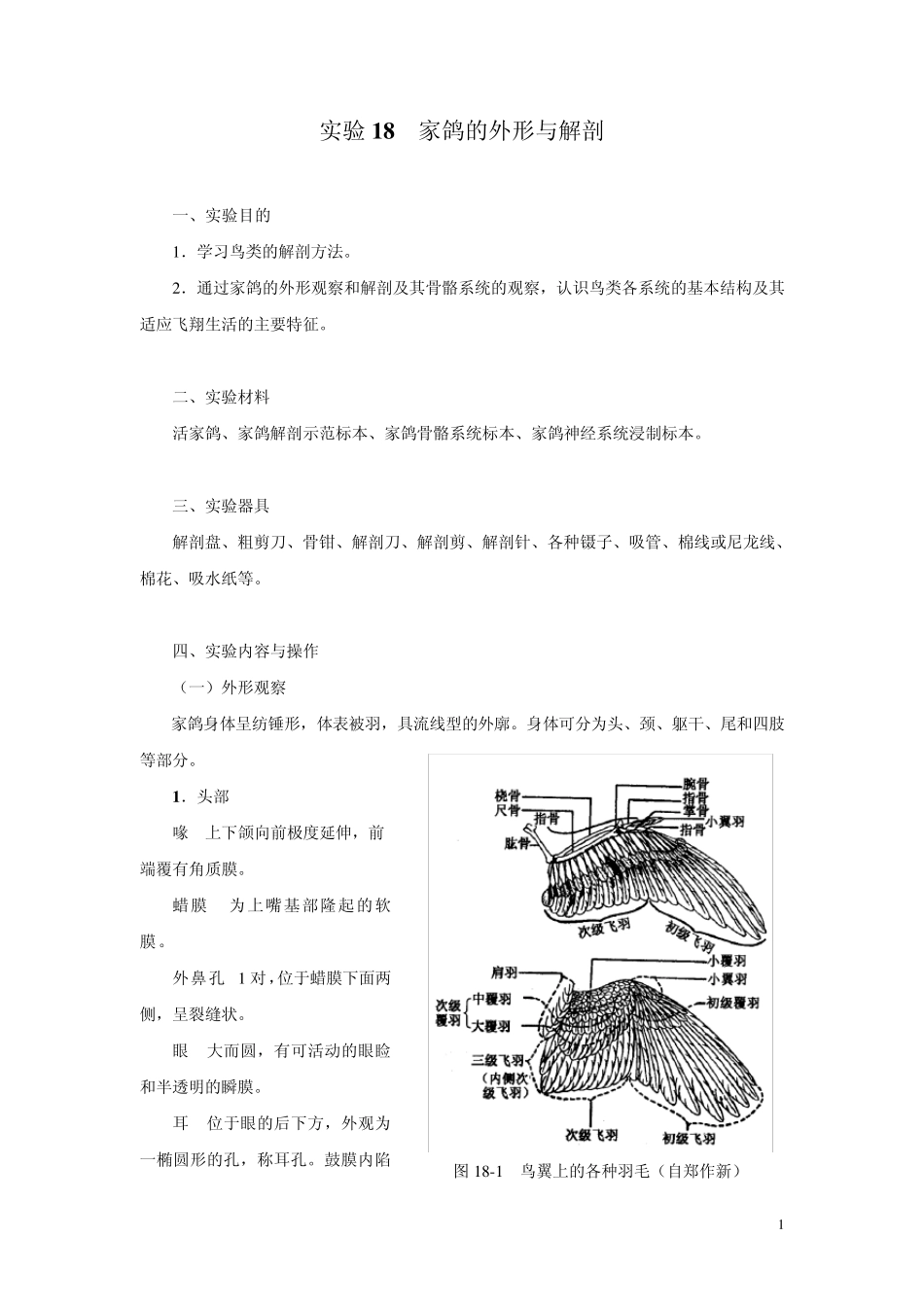 家鸽的外形与解剖_第1页