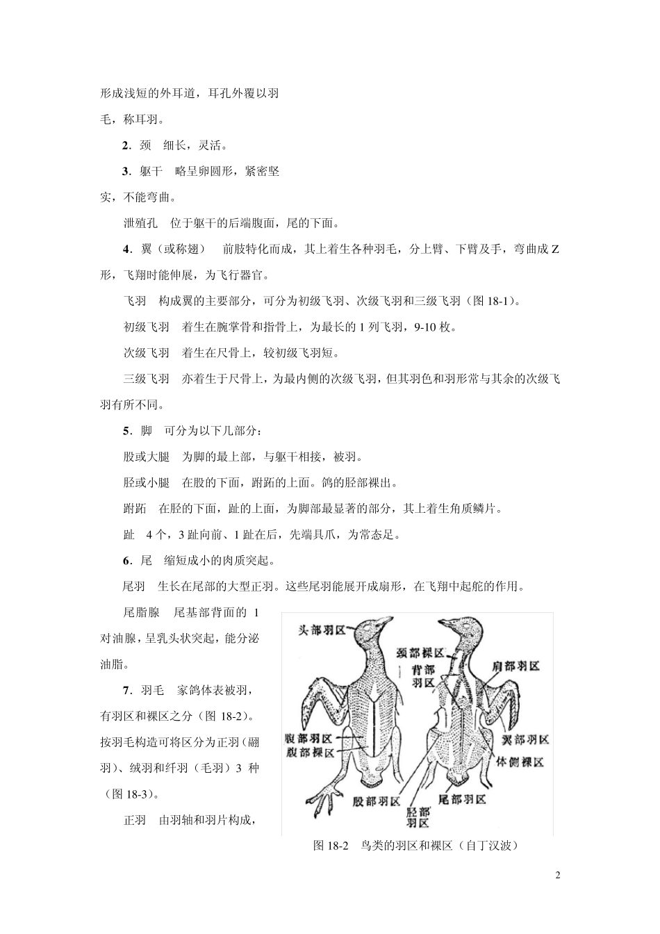 家鸽的外形与解剖_第2页