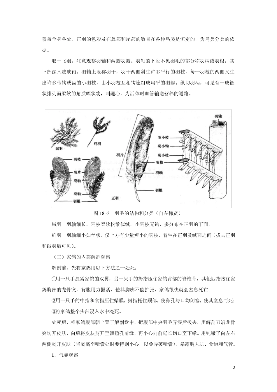 家鸽的外形与解剖_第3页