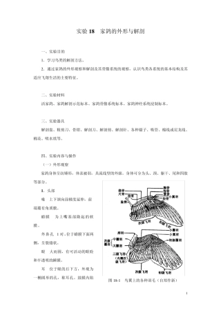 家鸽的外形与解剖