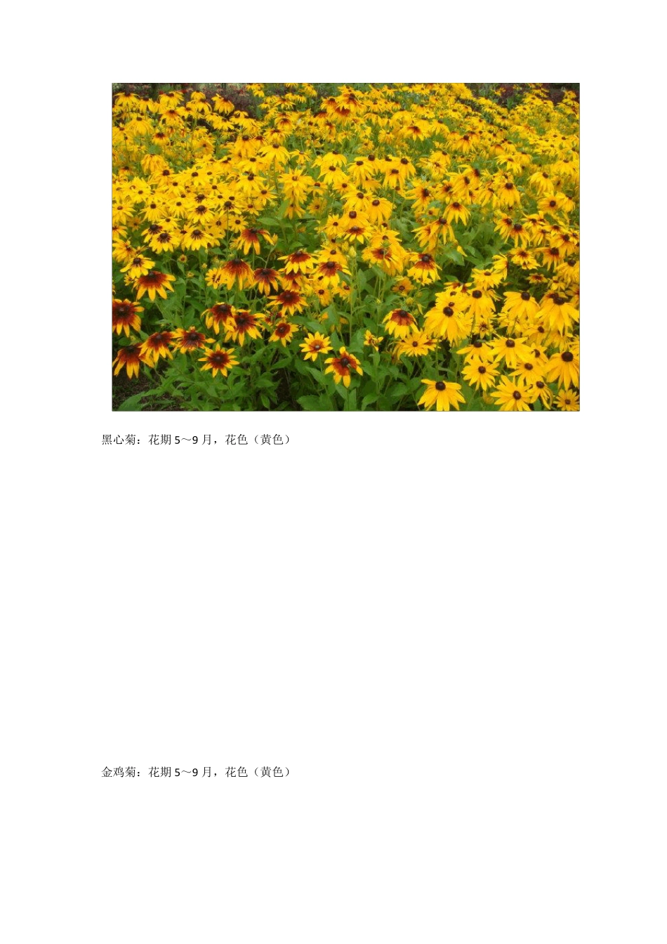 宿根花卉品种_第2页