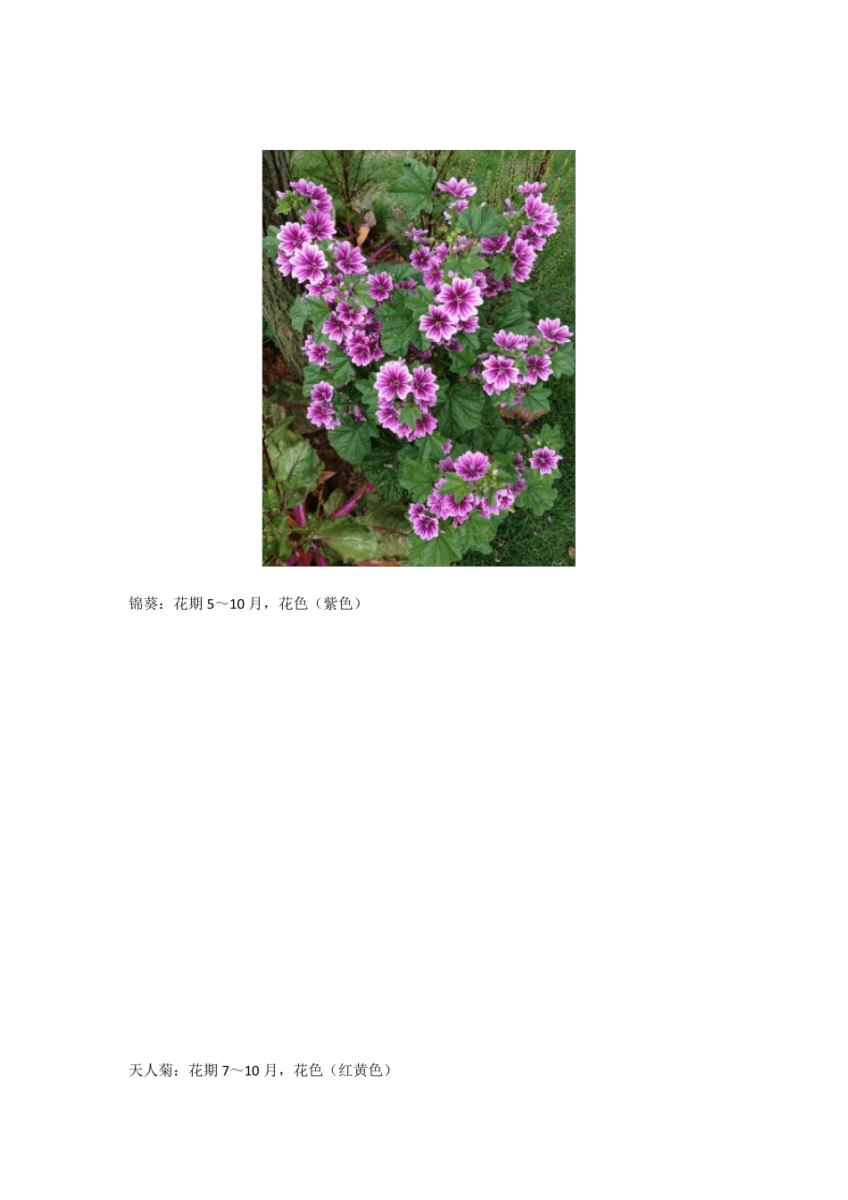宿根花卉品种_第3页