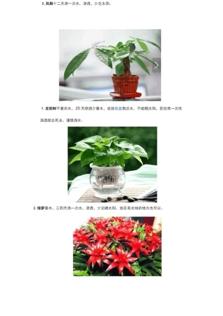 50种常见花卉养护方法