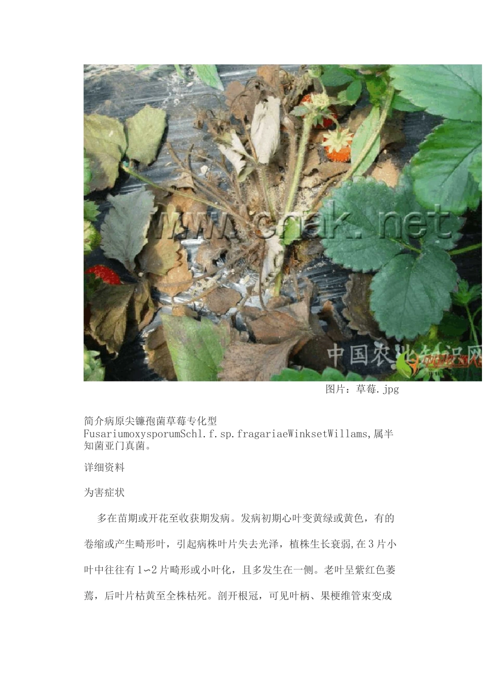 草莓病害大全高清讲解_第2页