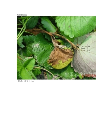 草莓病害大全高清讲解