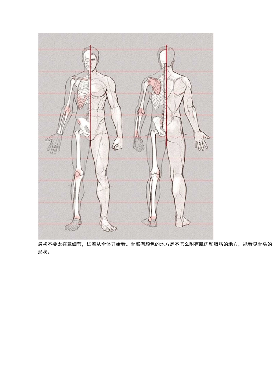 如何正确掌握绘画人体结构？(上篇)_第3页