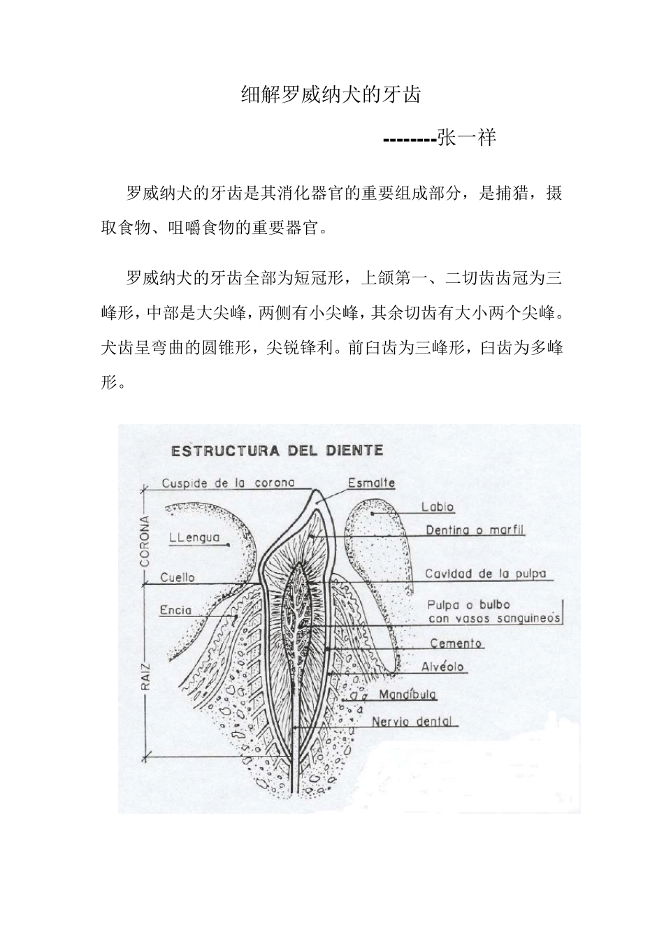 将西班牙语译成中文(简体)_第1页