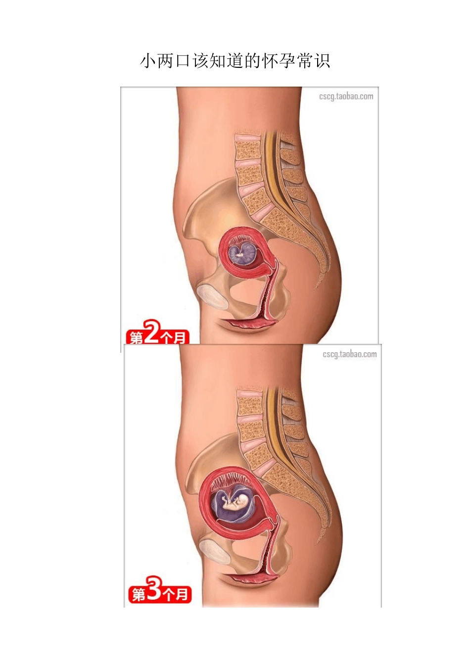 小两口该知道的怀孕常识_第1页