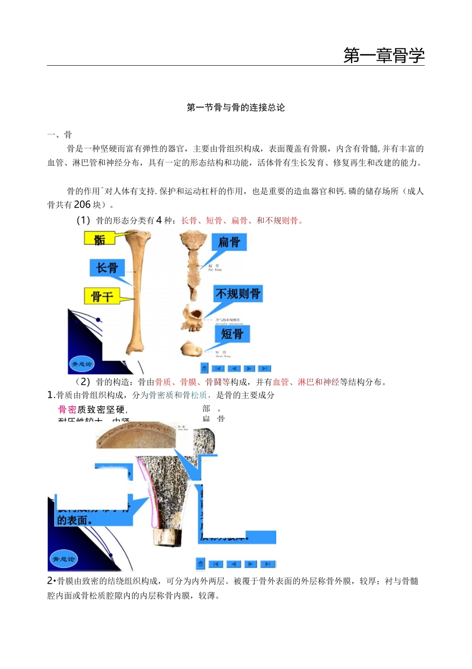 人体解剖学之骨学-医学笔记_第1页