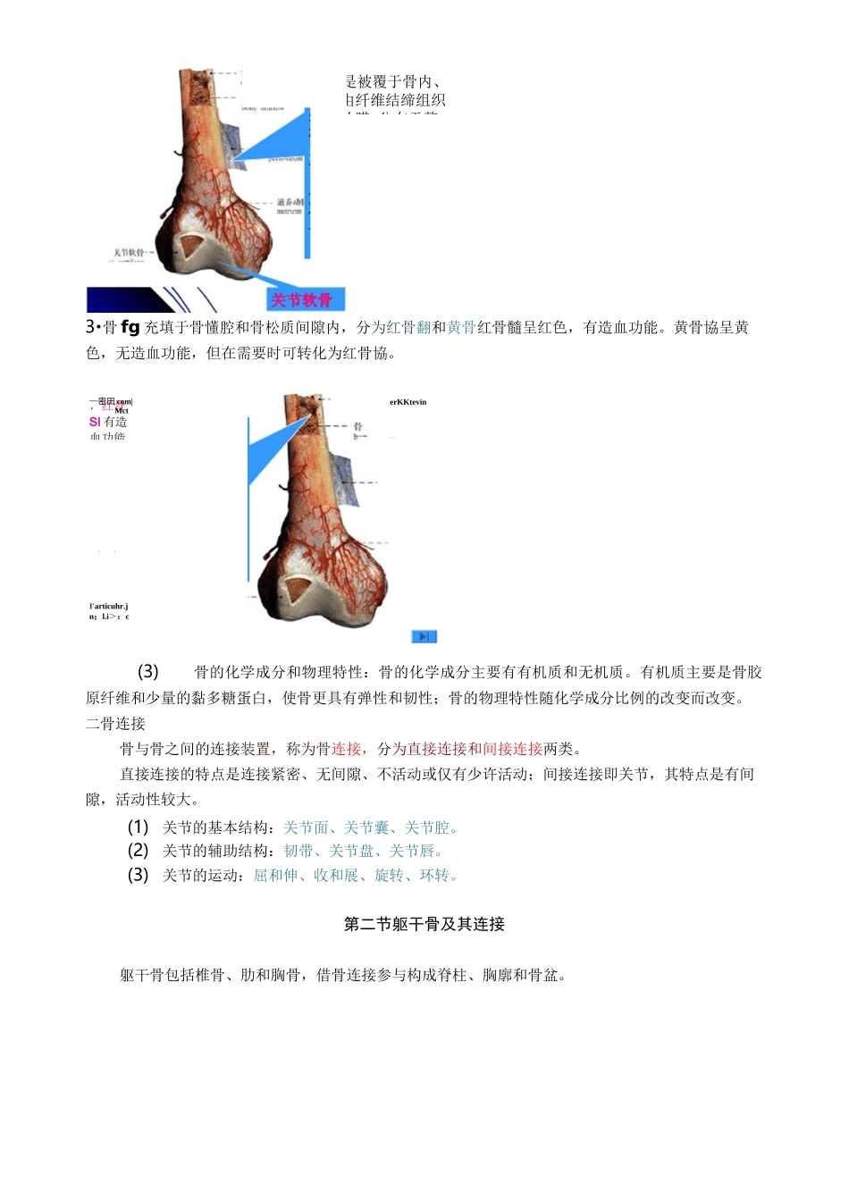 人体解剖学之骨学-医学笔记_第2页