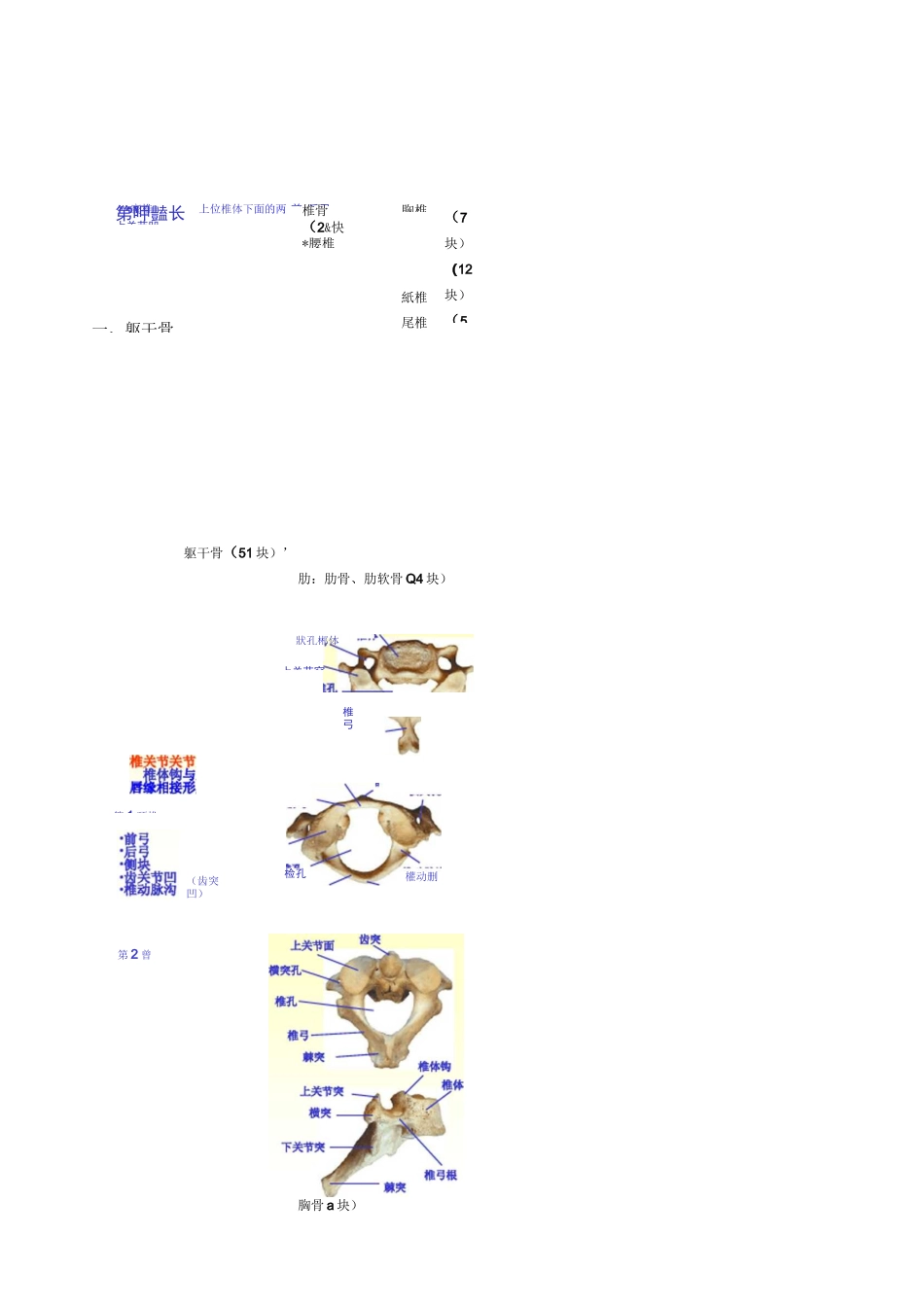 人体解剖学之骨学-医学笔记_第3页