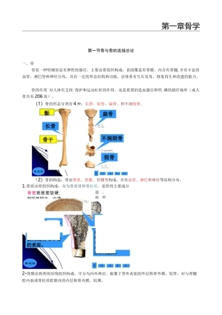 人体解剖学之骨学-医学笔记