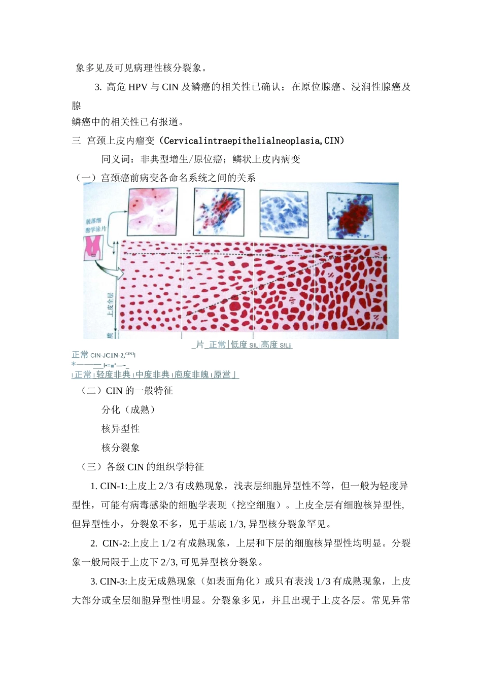 宫颈组织病理学_第3页
