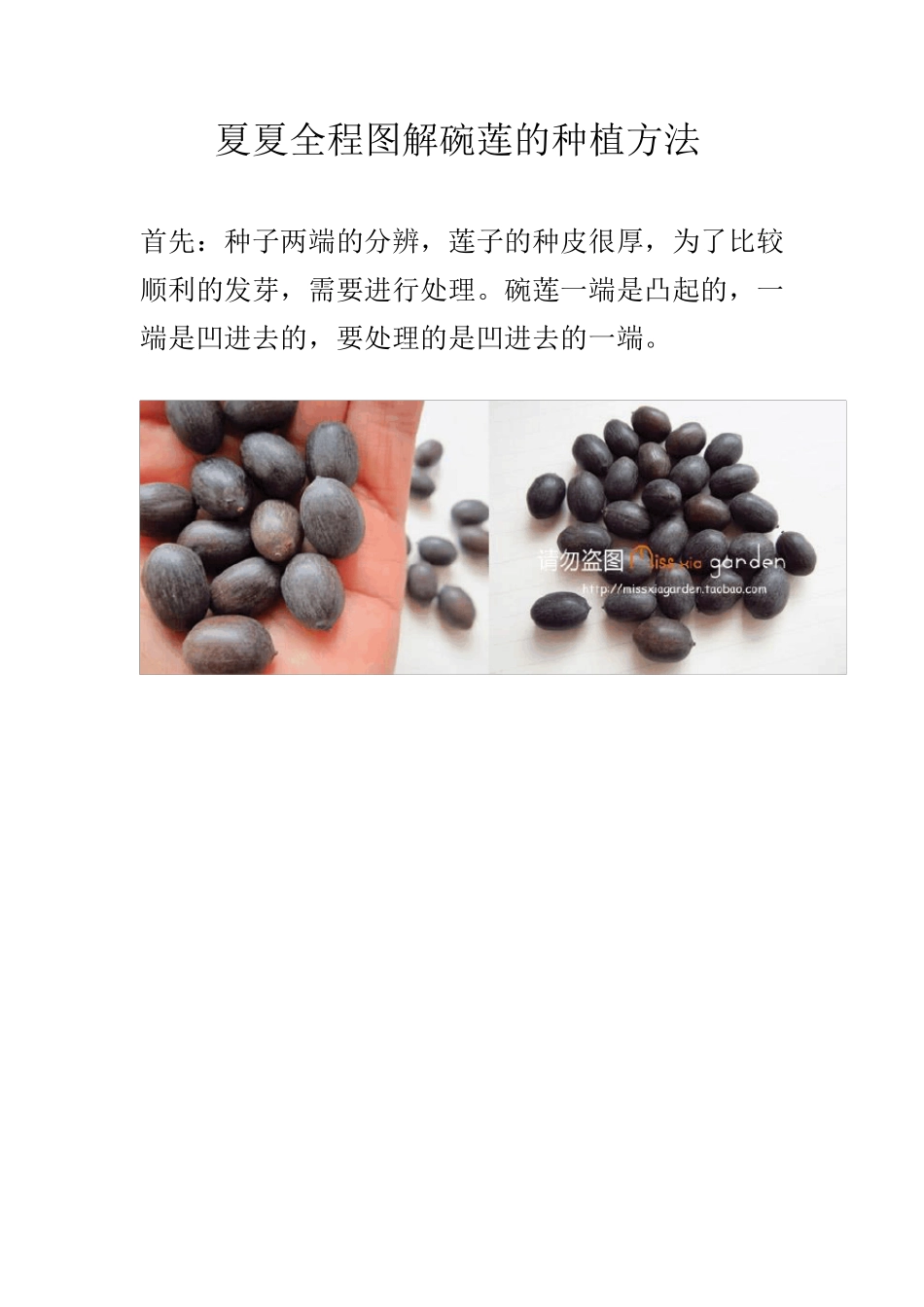 全程图解碗莲的种植方法_第1页