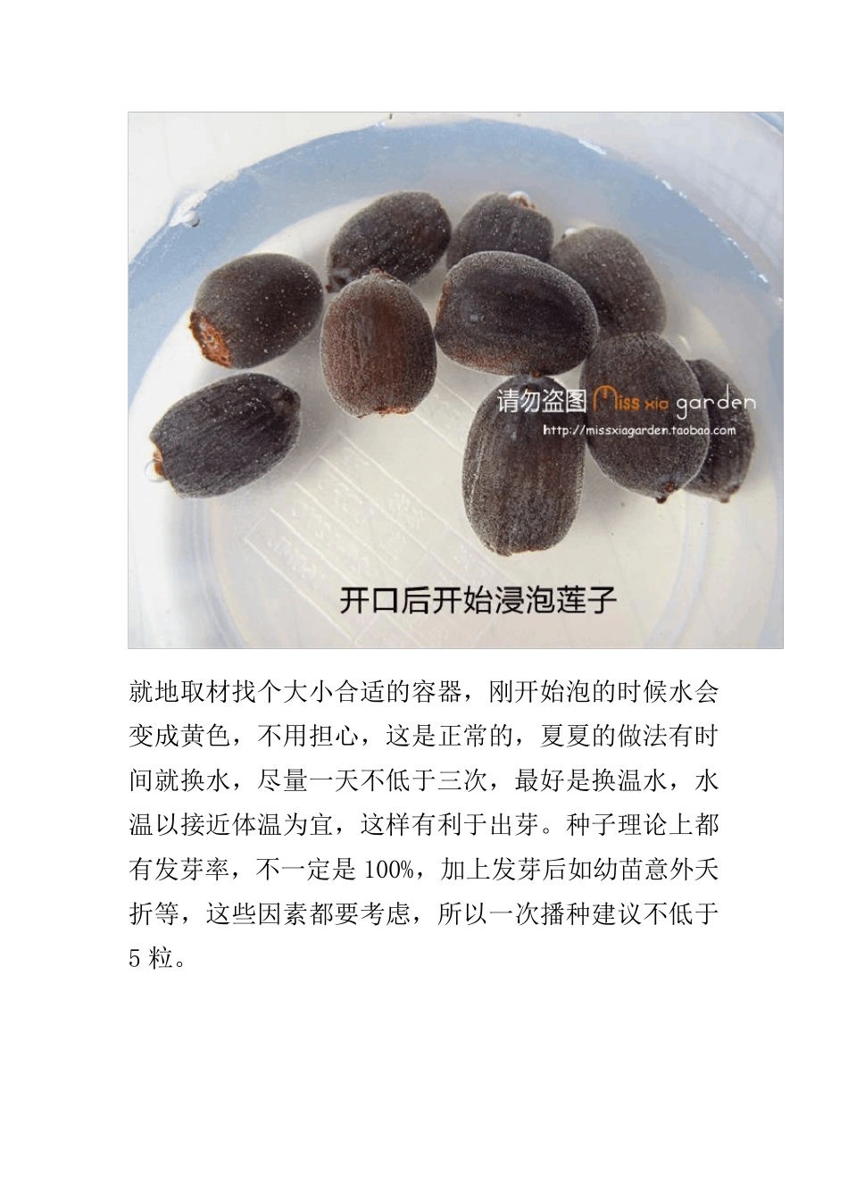 全程图解碗莲的种植方法_第3页