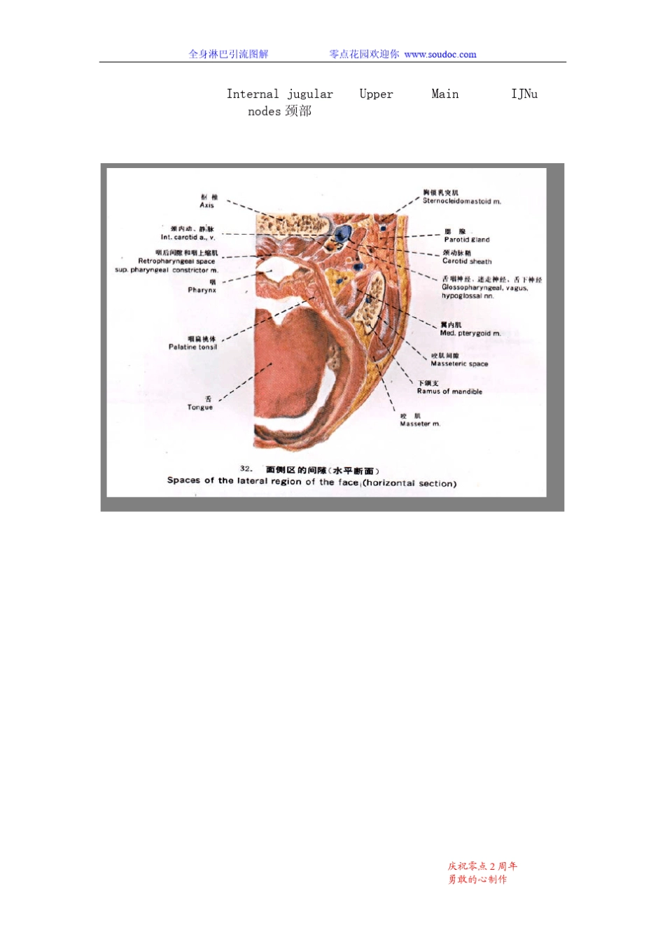 全身淋巴结引流图解_第3页