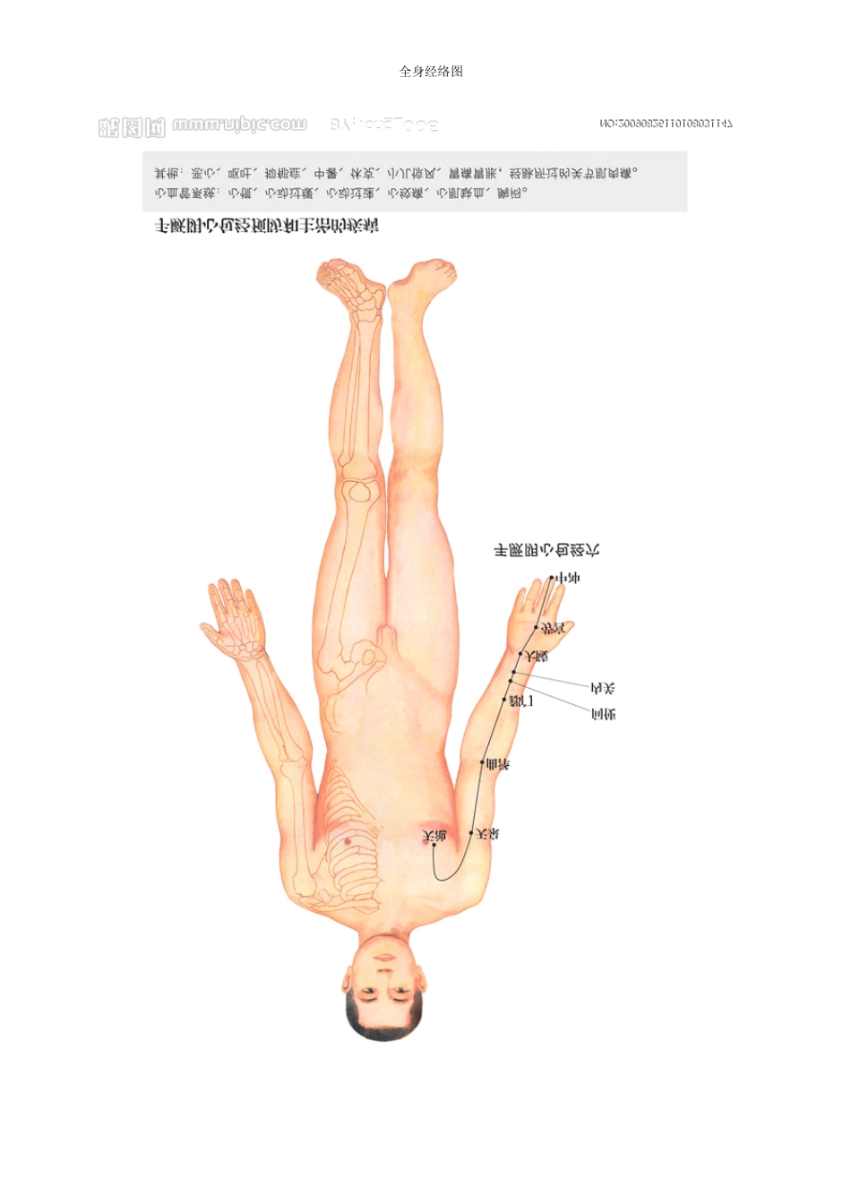 全身经络示范图(推荐)_第1页