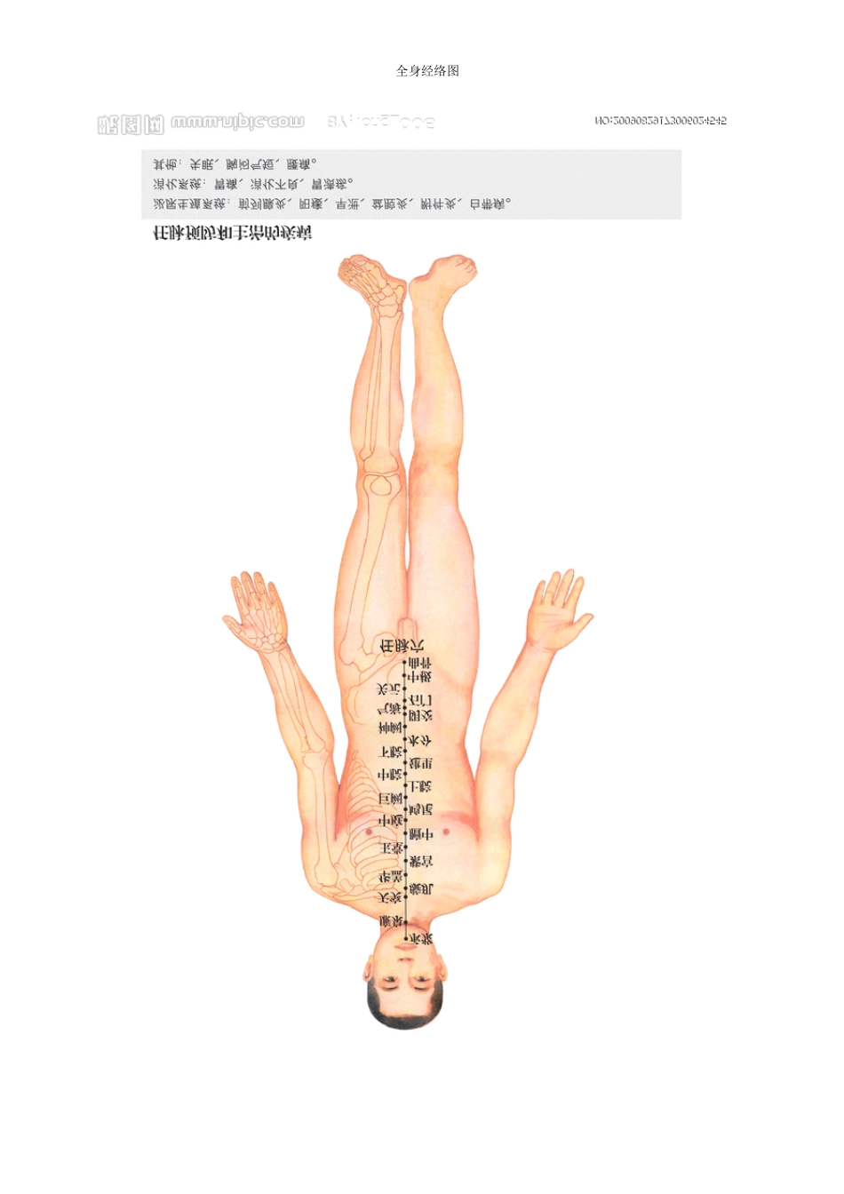 全身经络示范图(推荐)_第3页