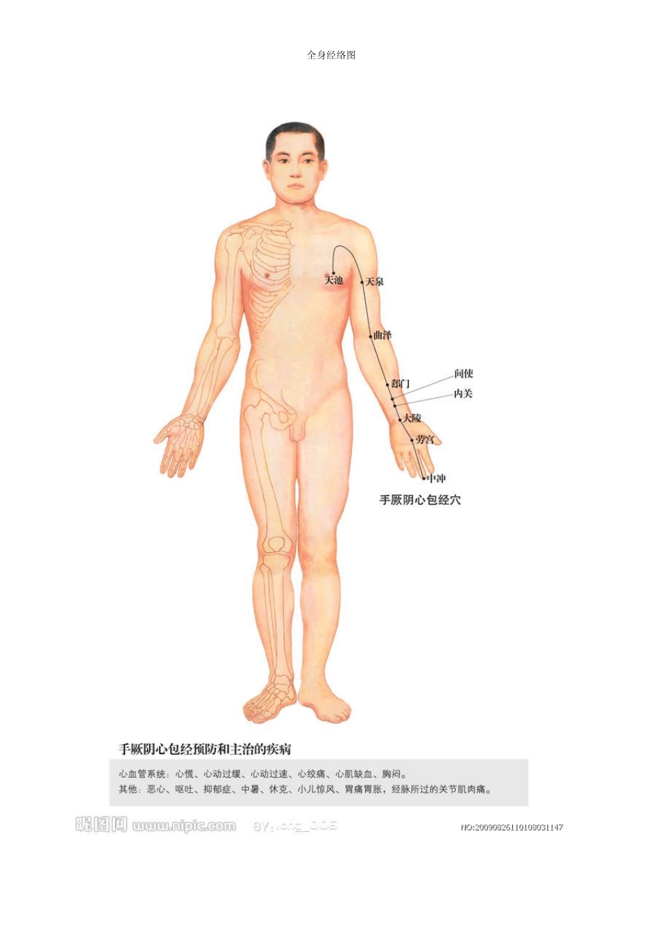 全身经络示范图重新整理_第1页
