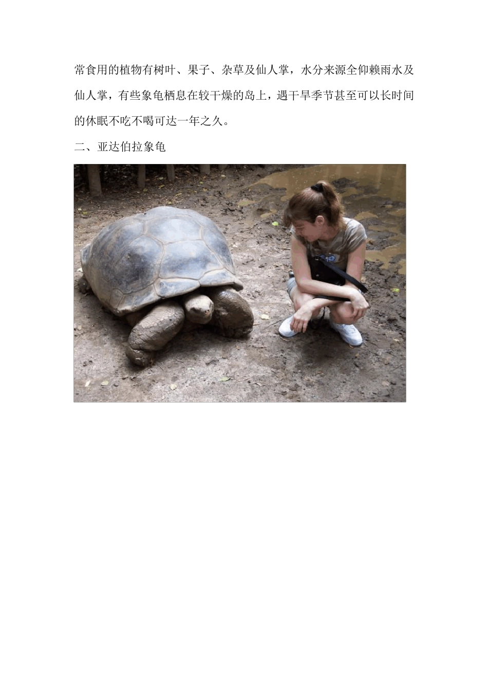 八个品种陆龟(成年大图)_第2页