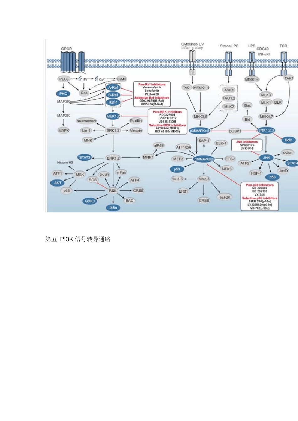 八大信号转导通路_第3页