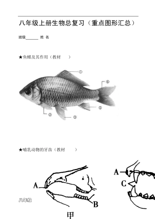 八年级上册生物总复习(重点图形汇总)