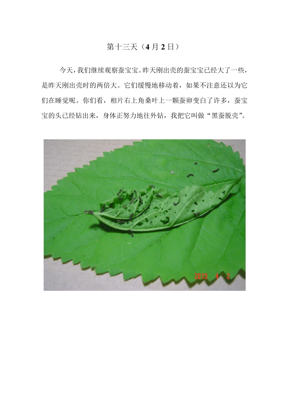 小学生的养蚕日记_第3页