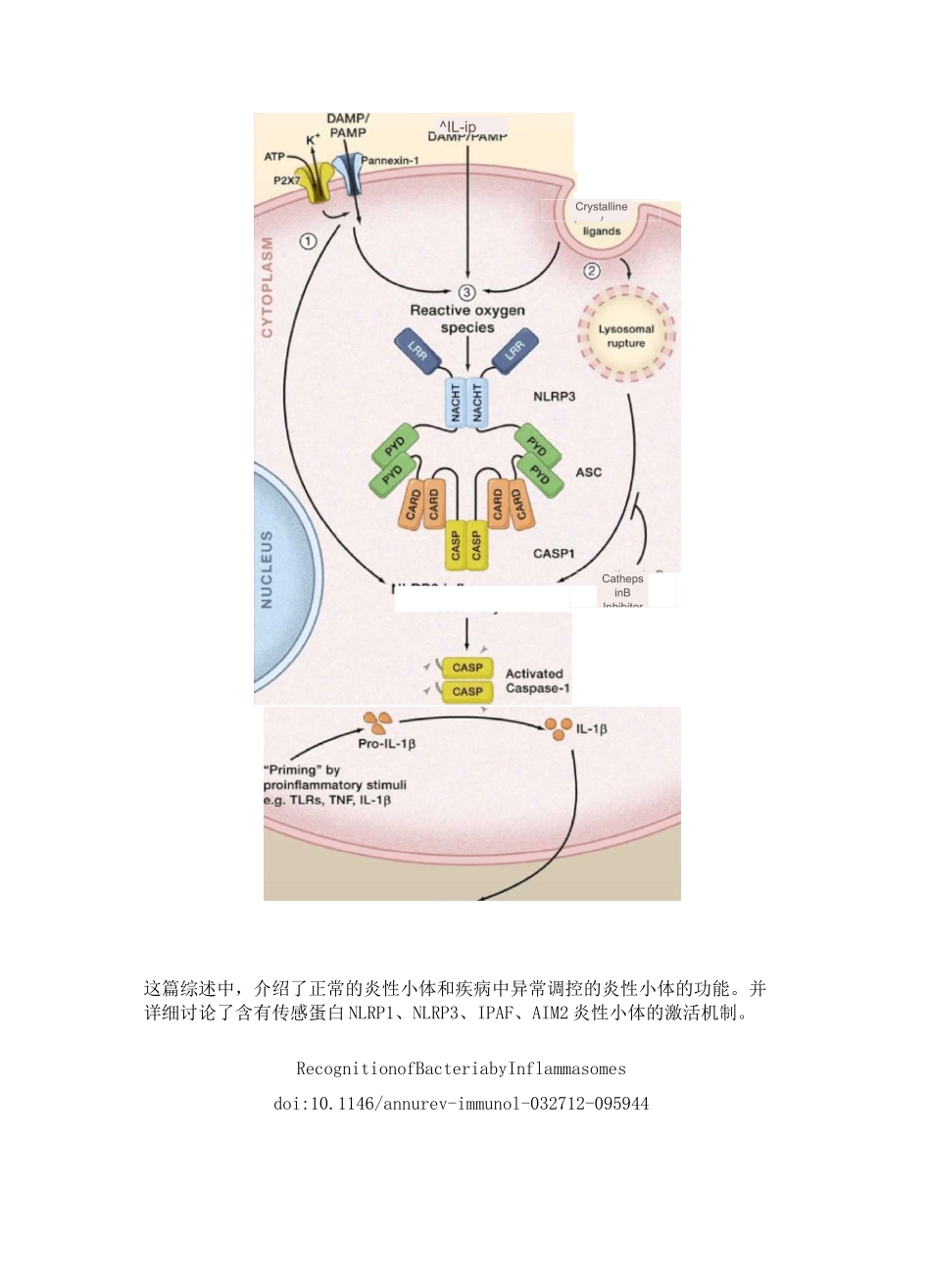 细胞焦亡介绍_第2页