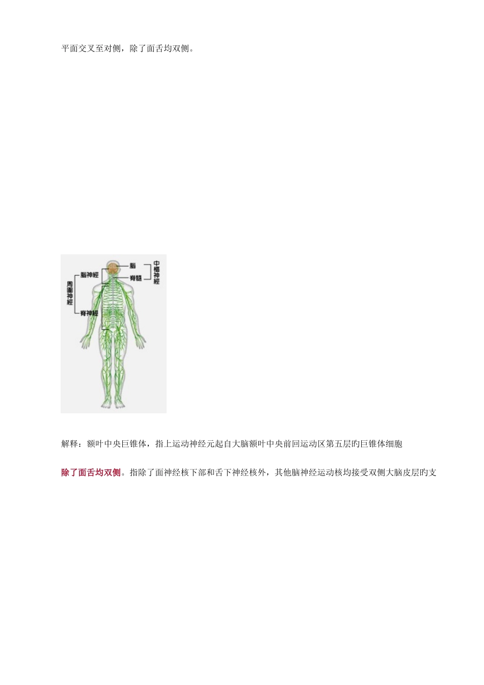 2025年执业医师考试重点精神神经系统_第2页