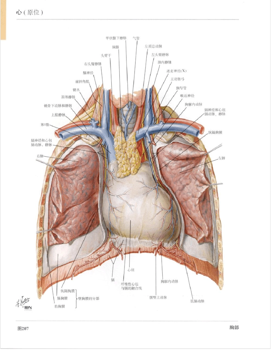 彩色人体心脏解剖图谱_第1页