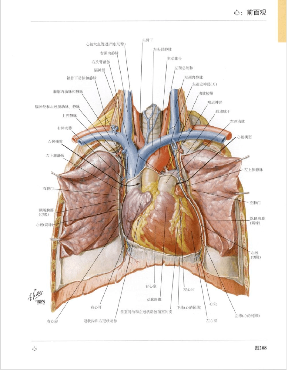 彩色人体心脏解剖图谱_第2页