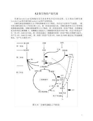 微生物的产能代谢