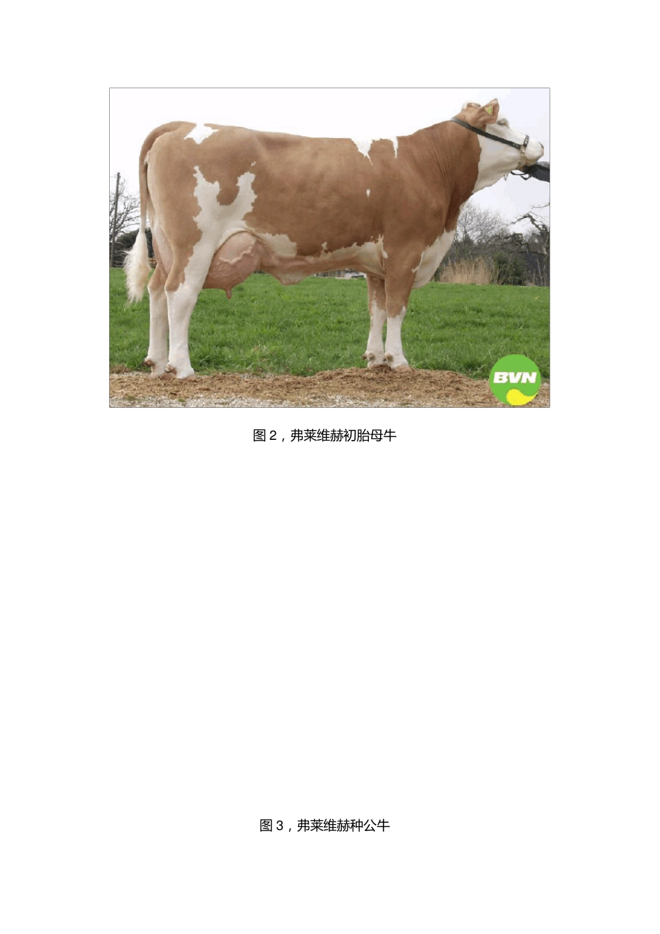 德国弗莱维赫——经济实用的乳肉兼用品种_第2页