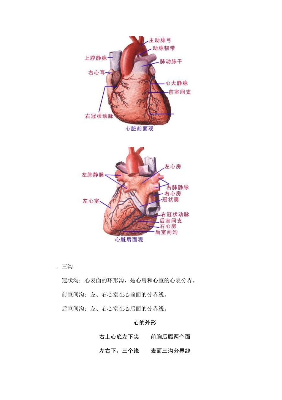 心脏听诊图解_第3页