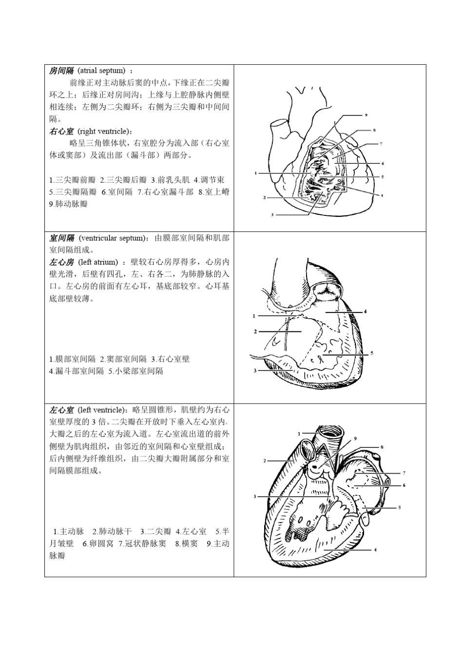 心脏彩超基础_第2页