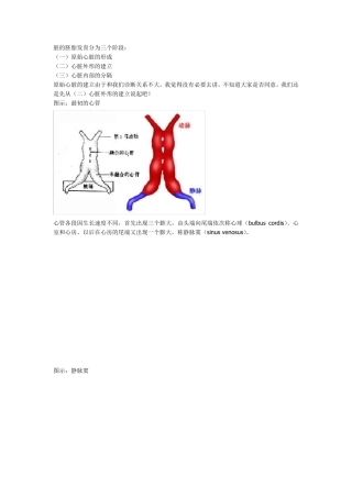 心脏的胚胎发育
