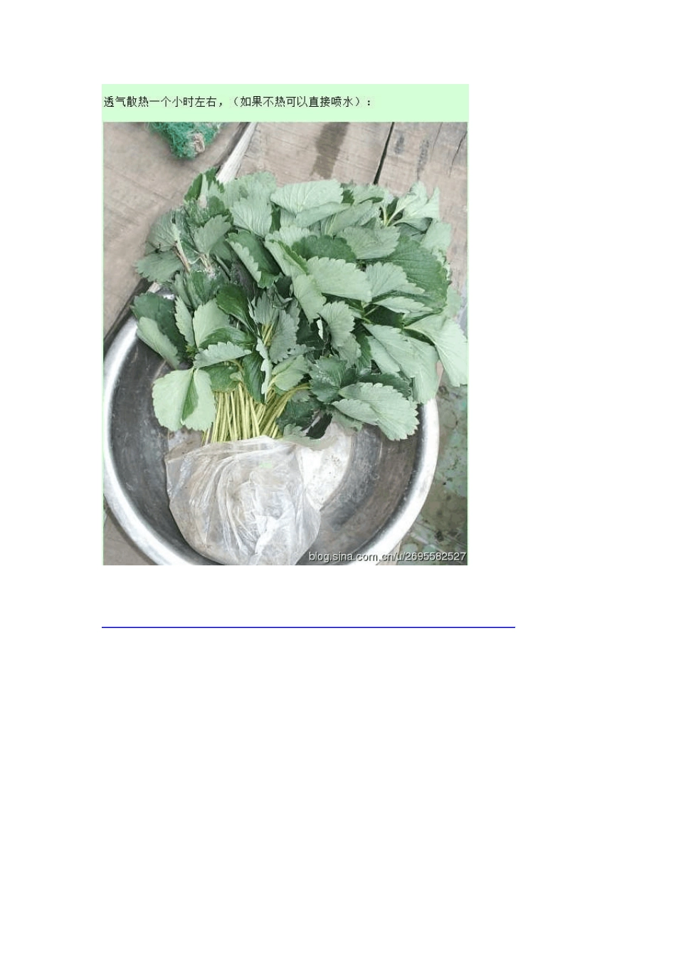 快递草莓苗缓苗处理_第3页