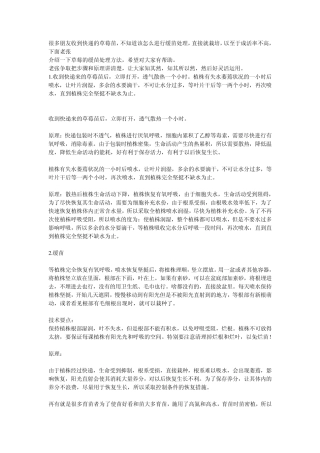 快递草莓苗缓苗处理