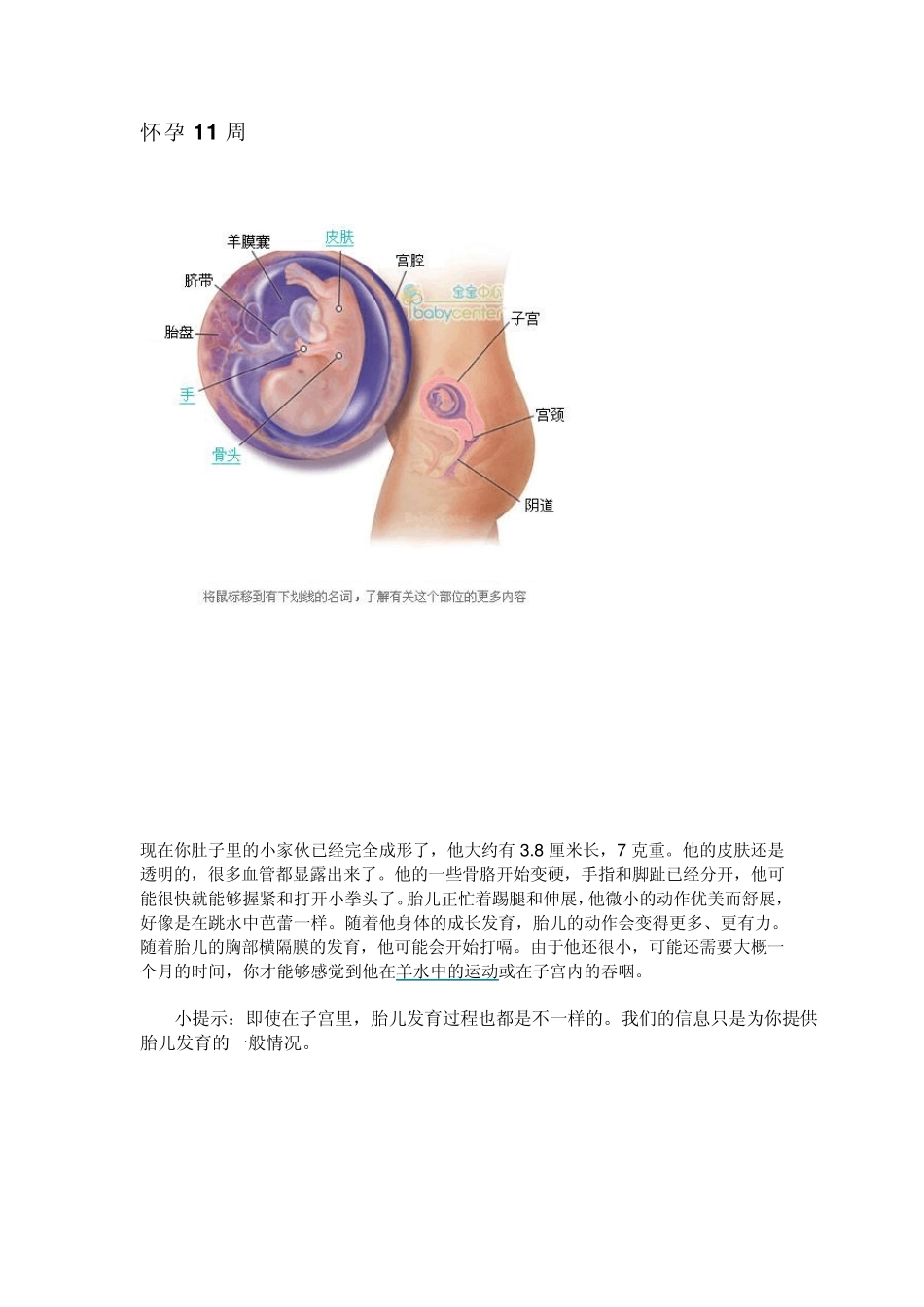 怀孕11周40周的图解_第1页