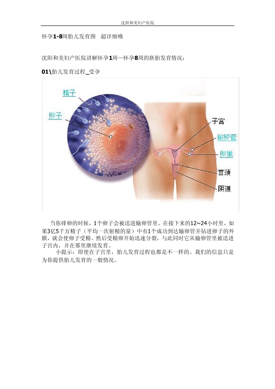 怀孕1周怀孕8周胎儿发育情况有图哦_第1页