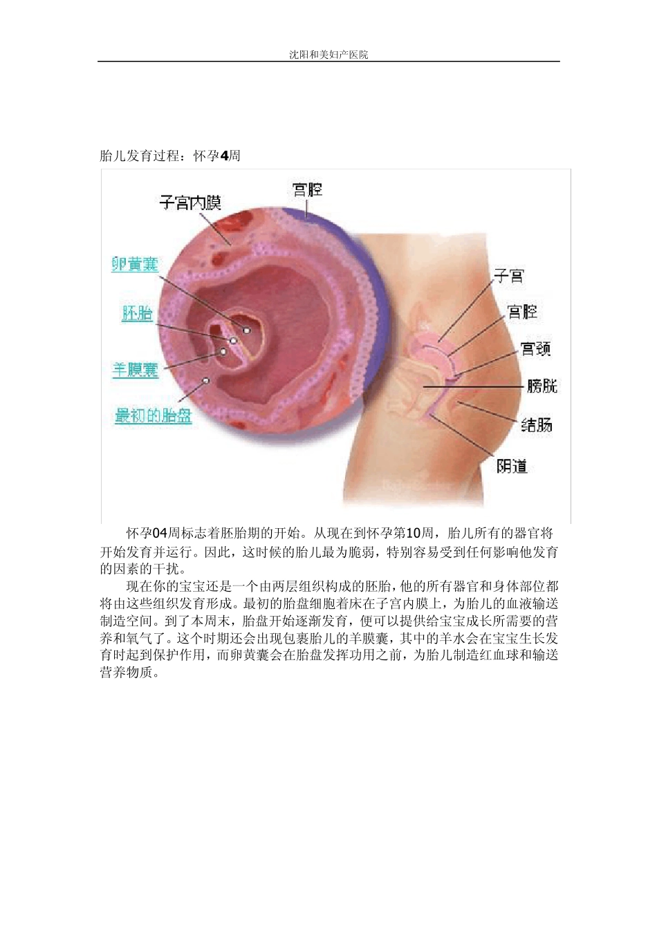 怀孕1周怀孕8周胎儿发育情况有图哦_第2页