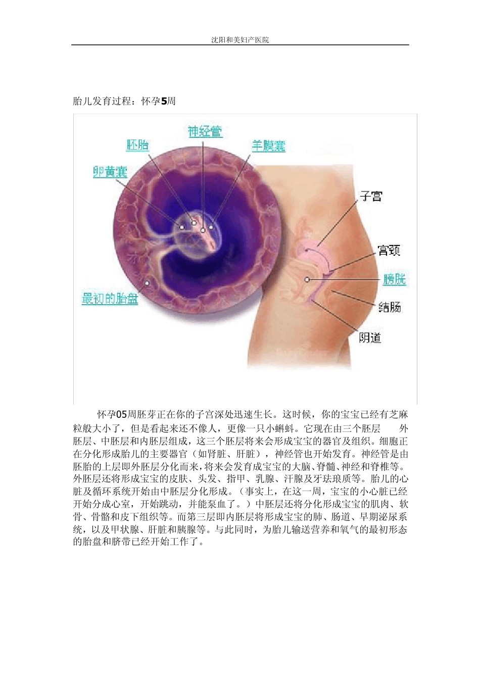 怀孕1周怀孕8周胎儿发育情况有图哦_第3页