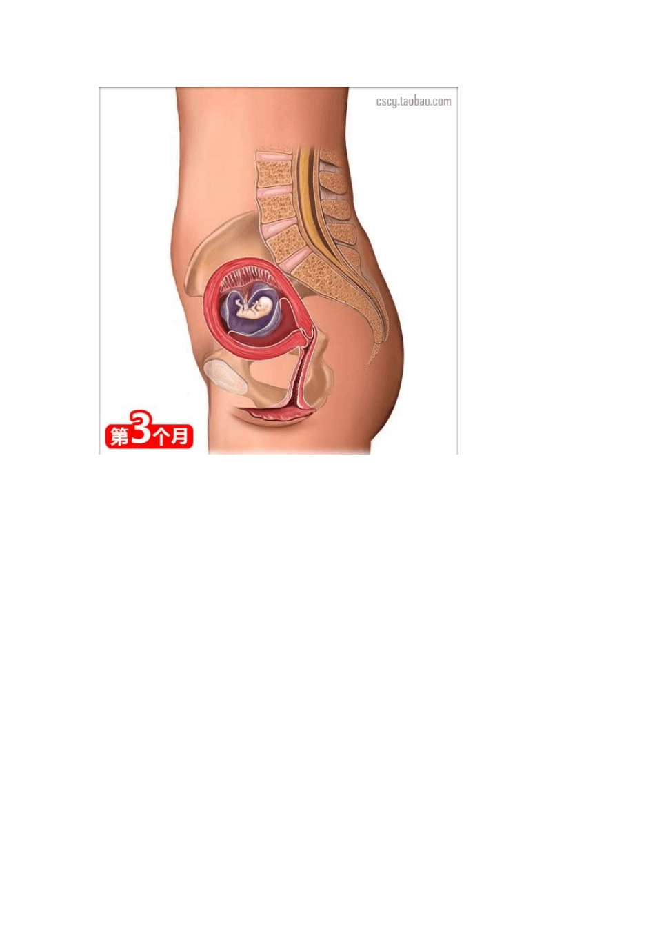 怀孕常识(经典教程)_第2页